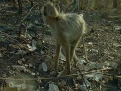 CU Yellow Baboon foraging, Tanzania Stock Footage