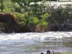 MS Shot of Calf moose (Alces alces) newborn calf playing splashes in river / Grand lake, Colorado, United States Stock Footage