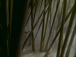 MCU pan right, Tall plants growing up from mangrove swamp, misty, Sunderbans, India Stock Footage