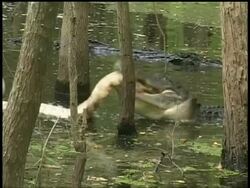 Alligator in swamp biting and pulling dead carcass by tail, Brazos Bend State Park, Texas, USA Stock Footage
