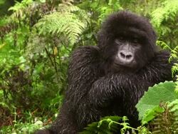 Female gorilla relaxing Stock Footage