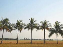 Coconut trees planted Stock Footage