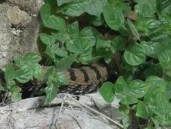 Snake on bush Stock Footage