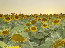 HD CRANE: Sunflower Field At Sunset Stock Footage