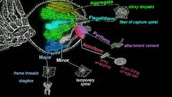 Cheryl Hayashi: The magnificence of spider silk Instructional Video