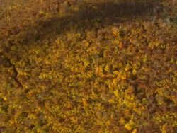 MS AERIAL DS View of wooded area with autumn color at Howland / Maine, United States Stock Footage