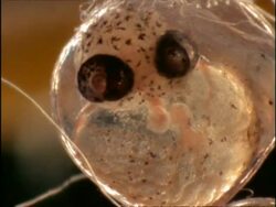 BCU Microscopic view of Sargassum Flying Fish (Cypselurus) Egg, Bermuda Stock Footage