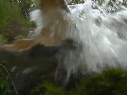 Crocodile lunge, straight at camera Stock Footage