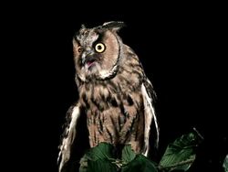 MS Shot of Long Eared Owl ( asio otus) Portrait of Adult with Open Beak / Vieux Pont en Auge, Normandy, France  Stock Footage