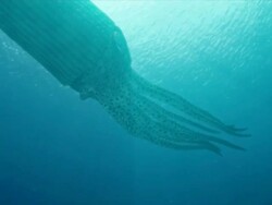 Low Angle tilt-down - A giant, prehistoric squid descends to the ocean floor. /  Stock Footage