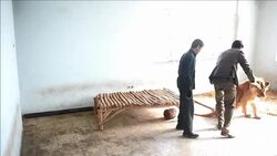 CLEAN : New life at Kabul zoo for lion who lived on a rooftop News Clip