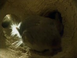 Namaqua mole rat, (Cryptomys hottentotus), in underground chamber, Namaqualand, South Africa Stock Footage