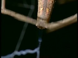 Net-casting Spider (Dinopis) - CU making silk net, Australia Stock Footage