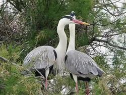 MS Shot of Grey Heron, ardea cinerea, Pair standing on Nest, Camargue inSouth of France / Saintes Maries de la Mer, Camargue, France Stock Footage