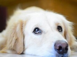 Sleepy Golden Retriever Dog Stock Footage