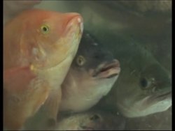 FDA ban on imported sea food from China News Clip