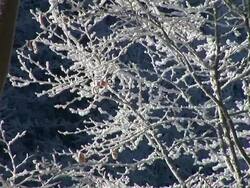 HD: Frosted branches Stock Footage
