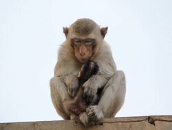 Monkey with it's baby. Stock Footage
