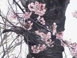 Bird in Sakura Tree Stock Footage