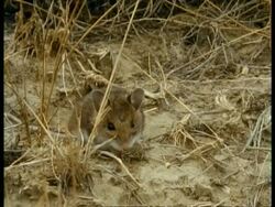 MS rattlesnake attacks mouse prey, snake strikes mouse on grassy ground, edited sequence, USA; SEQUENCE OF CLIPS, SPECIAL TERMS APPLY Stock Footage