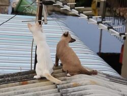 Cats playing antenna on the roof. Stock Footage