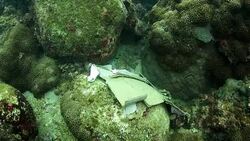Abandoned wrapping paper underwater Stock Footage