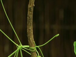 Close Up static _ Pea plants grip a pole as they grow Stock Footage