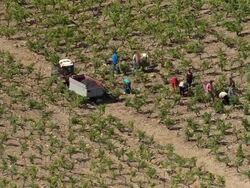 Grape Picking Stock Footage