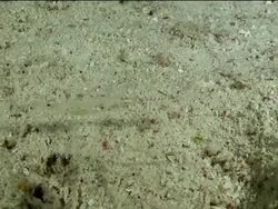 "Close up of clear, translucent shrimp, gliding across the ocean floor" Stock Footage