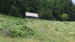 CLEAN : First taste of freedom for rewilded bison in Romania News Clip