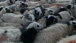 Flock of goats and sheep Stock Footage