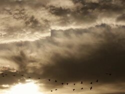 MS shot of sandhills cranes (Grus canadensis) flying in front of a beautiful sunset cloud formation.  With sound Stock Footage