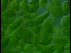 Dense mass of Euglena (flagellated protozoans) Stock Footage
