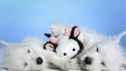 HD: Cute Puppies Sleeping Together Stock Footage