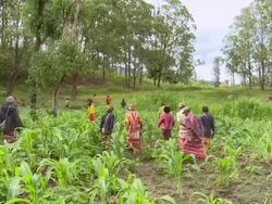 MS Shot of People walking in freshly planted field / Soe, Mt. Mutis, West Timor Indonesia  Stock Footage