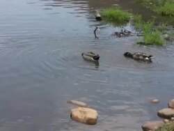 Two Mallard ducks swimming and hunting Stock Footage
