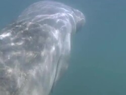 Manatee and Snorkeler Stock Footage