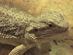 bearded dragon Stock Footage