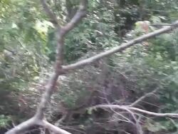 Shore vegetation Stock Footage