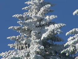 HD: Snow covered spruce tree. Stock Footage