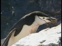 MS Chinstrap penguin, Pygoscelis antarcticus, carrying rock in beak, Antarctica Stock Footage