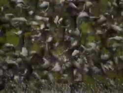 Common Crane (Grus grus) colony, Hula Valley, Israel; With Audio Stock Footage