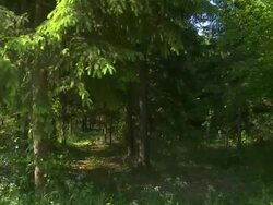 Tracking Shot: Forest in the Sunlight Stock Footage