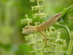tree lizard wait for itâ€™s foods Stock Footage