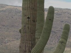 Tilt up very tall Saguaro Cactus (Carnegiea gigantea) in desert,  Arizona, USA. Stock Footage