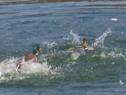 Two mallard drakes fighting in pond Stock Footage