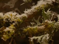 T/L frost growing on tree lichens take 1, UK Stock Footage