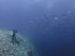 Photographer takes photo with Trevally Stock Footage