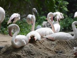 Flamingo sleep in cloudy day Stock Footage