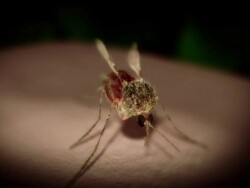 Close Up push-in tracking-right - A mosquito bites skin in a computer-generated animation. Stock Footage